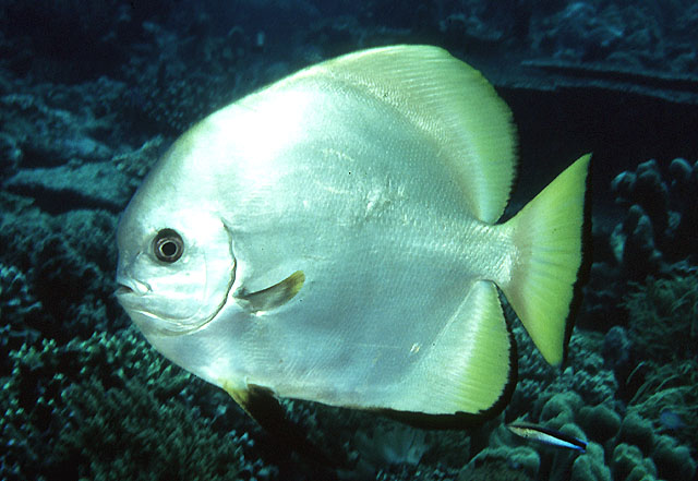 Platax boersii (Pesce pipistrello dorato)